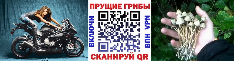 KRAKEN ссылка  Бородино  Псилоцибиновые грибы Psilocybine cubensis 